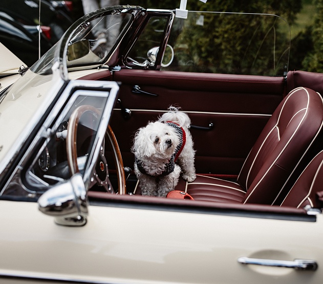 фотография события