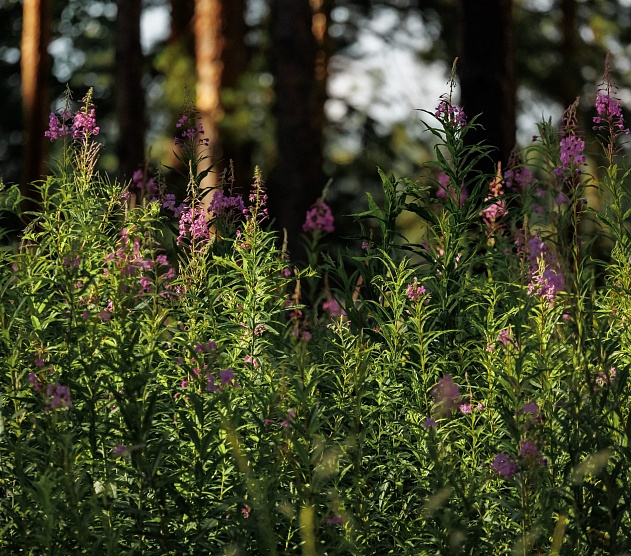 фотография события