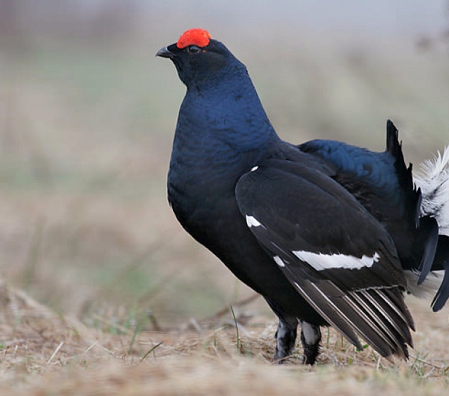 фотография события